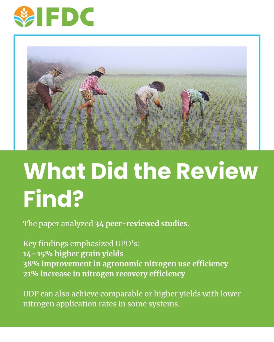 IFDCGlobal's tweet photo. 🌾 New research highlights the potential of urea deep placement (UDP) to improve rice production and fertilizer efficiency in Asia and Africa.

Read the study and learn more about the impact of UDP: https://t.co/ZXzr4WV0Hs 

#NewPaper #AgScience #UDP #Fertilizer #Study #Research https://t.co/R9iQ0etNky