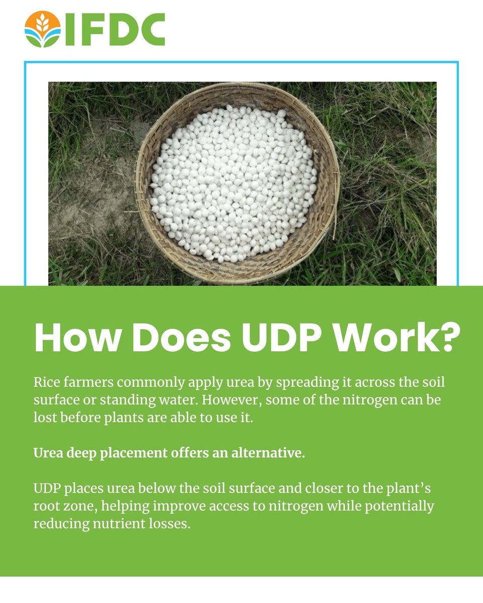 IFDCGlobal's tweet photo. 🌾 New research highlights the potential of urea deep placement (UDP) to improve rice production and fertilizer efficiency in Asia and Africa.

Read the study and learn more about the impact of UDP: https://t.co/ZXzr4WV0Hs 

#NewPaper #AgScience #UDP #Fertilizer #Study #Research https://t.co/R9iQ0etNky