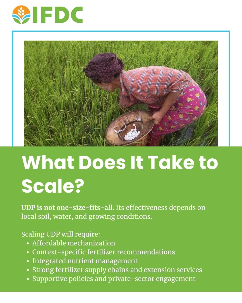 IFDCGlobal's tweet photo. 🌾 New research highlights the potential of urea deep placement (UDP) to improve rice production and fertilizer efficiency in Asia and Africa.

Read the study and learn more about the impact of UDP: https://t.co/ZXzr4WV0Hs 

#NewPaper #AgScience #UDP #Fertilizer #Study #Research https://t.co/R9iQ0etNky