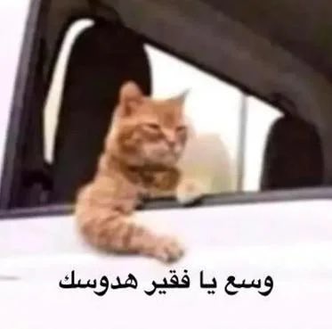 Zaradohnn's tweet photo. @ly8855415080924 @Ziadyafe https://t.co/OheqpdiLea