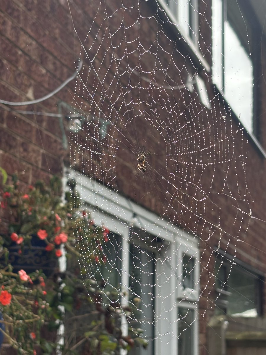 LindaMussell's tweet photo. Nature is a beautiful thing even if you are not keen on spiders.  I think he used my security light and clothes line as anchors but how is a mystery. https://t.co/LtRZZnMP7f