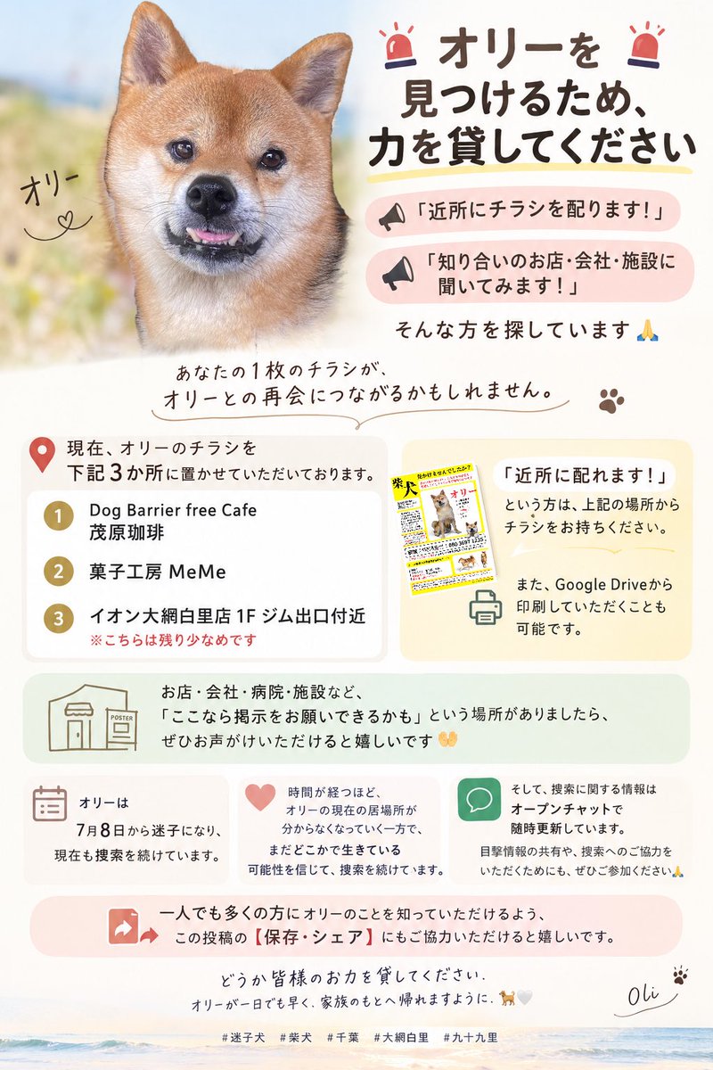 Olitheshiba's tweet photo. 下の歯が出てる柴犬を探しております
ノズル(鼻)は右寄りに曲がってます
似てる犬を見た事ありませんか？

#迷子犬 #迷い犬 #保護犬 #千葉 #大網白里 #茂原 #東金 #長生 #一宮 #九十九里 #睦沢 #市原 #山武 #農家 #迷子犬オリー #柴犬 #豆柴 #迷った犬 #保護した犬 #保護 https://t.co/rPr2iawNoT