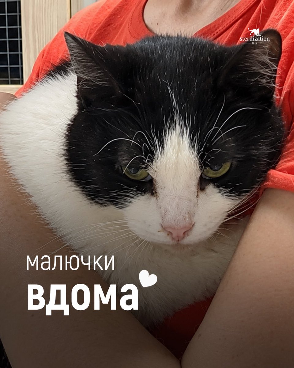 SterilizationT's tweet photo. Найкращі новини🐾✨
Кожен котик на власному дивані — врятоване життя. Дякуємо, що допомагаєте нам рятувати наступних! 💛💙
***
Підтримати безпритульних котиків👇
🔗https://t.co/4JhPlW6upH
#київ #sterilizationteam #котики #вдома #притулок https://t.co/aYk3P3wffF