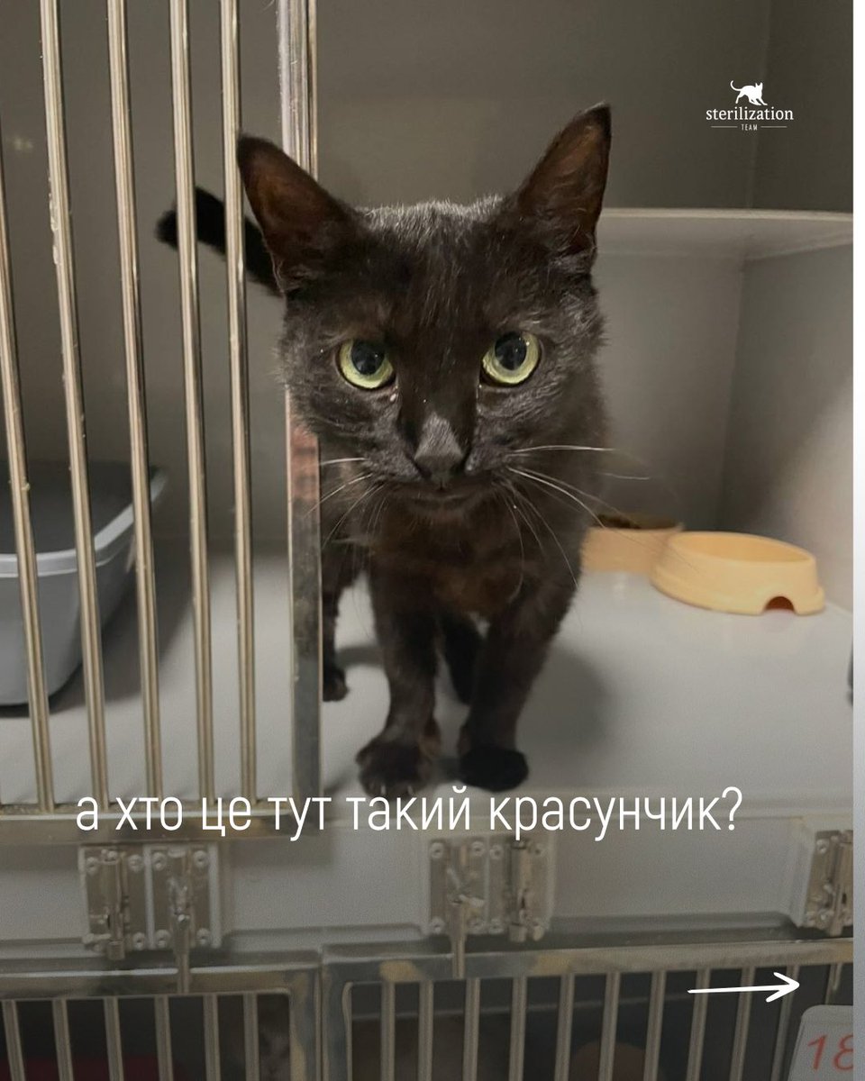 SterilizationT's tweet photo. Найкращі новини🐾✨
Кожен котик на власному дивані — врятоване життя. Дякуємо, що допомагаєте нам рятувати наступних! 💛💙
***
Підтримати безпритульних котиків👇
🔗https://t.co/4JhPlW6upH
#київ #sterilizationteam #котики #вдома #притулок https://t.co/aYk3P3wffF