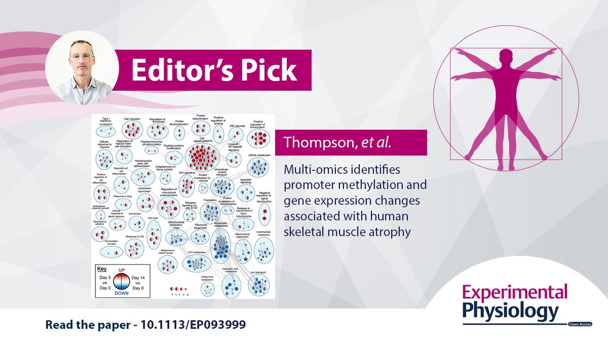 ExpPhysiol's tweet photo. 📢 October's EPick 📢 

Jamie-Lee M. Thompson et al. (@BondUniversity, @CQU, Flinders University) explore multi-omics identifies promoter methylation and gene expression changes associated with human skeletal muscle atrophy 

📖 https://t.co/9UbzXzxA4S https://t.co/Rp0CIDDmKP