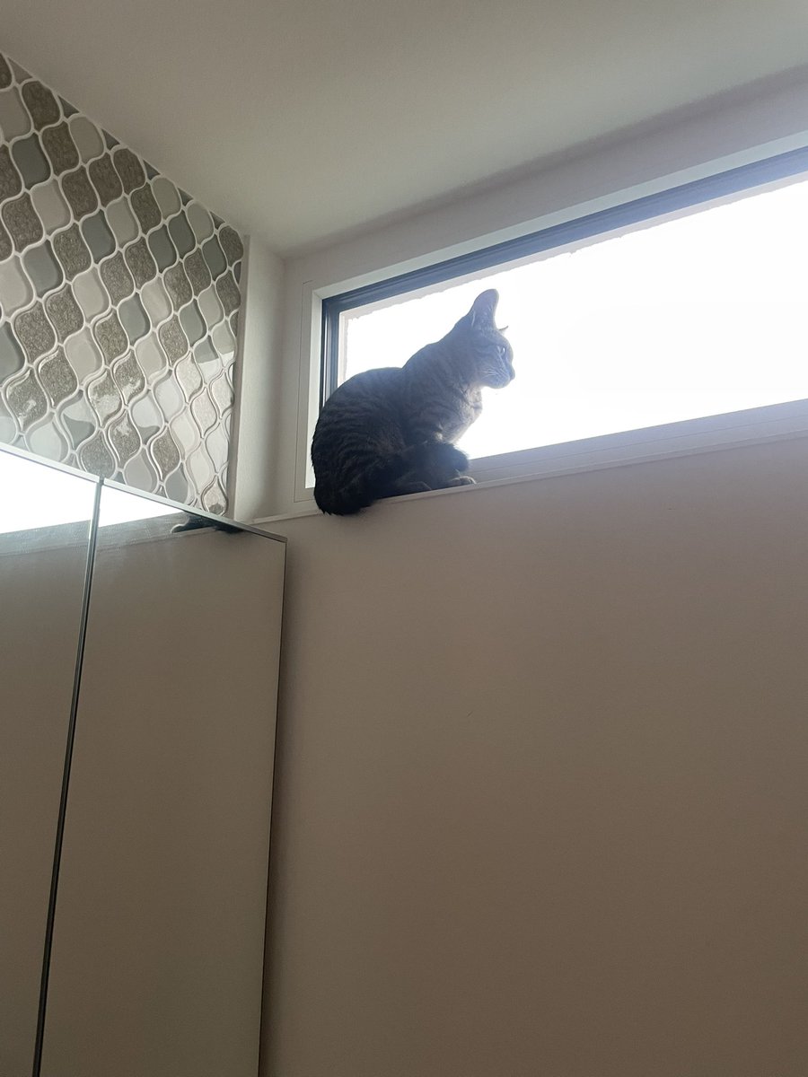tcmqkp's tweet photo. 今日はグラタンでした🐈 https://t.co/1RA8I2gKNC