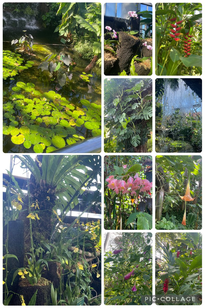 datsshinjuku's tweet photo. この間、都民の日ってことで無料になった夢の島熱帯植物園に行ってきました〜🌴
緑ってやっぱ癒されますね〜
緑に癒しを貰ったので今月も張り切っていきますよ〜😊 https://t.co/g7iBxk5fxK