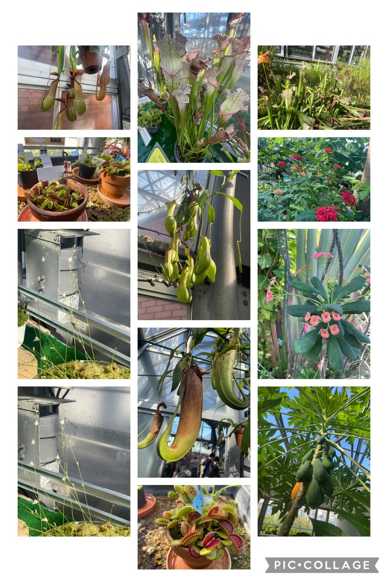 datsshinjuku's tweet photo. この間、都民の日ってことで無料になった夢の島熱帯植物園に行ってきました〜🌴
緑ってやっぱ癒されますね〜
緑に癒しを貰ったので今月も張り切っていきますよ〜😊 https://t.co/g7iBxk5fxK