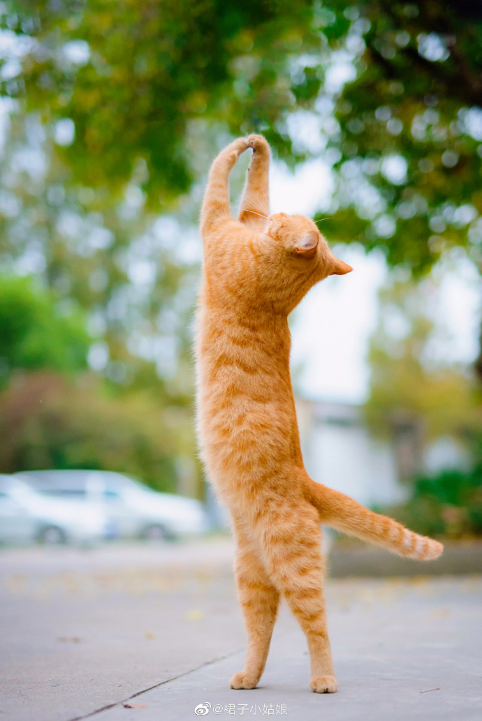JulietShayczyu's tweet photo. [Aquí hay una foto de un gato que hace acrobacias: se apoya ligeramente con una pata, su cuerpo tiene una postura de bailarina elegante, y de vez en cuando salta con gracia] https://t.co/3yeyRwjd9l