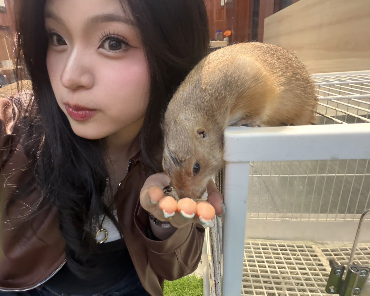 Y_CynthiaJKT48's tweet photo. #Cynin bareng prairie dog dan capybara 🤏 IMUP BANGET SIII INI YAAMPUN andaikan kalian semua capybara 😀😀 https://t.co/9R49GaEJ1l