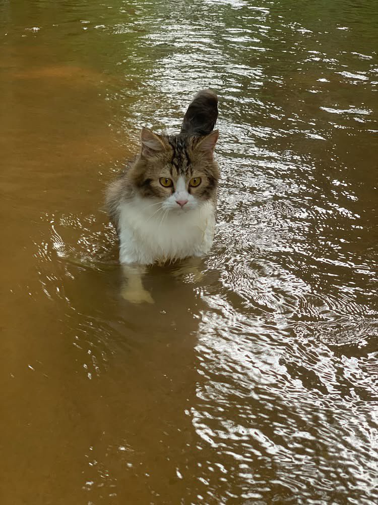 bebekhermes's tweet photo. ada kucing anomali suka main air :3 https://t.co/Pn5z94KZFx
