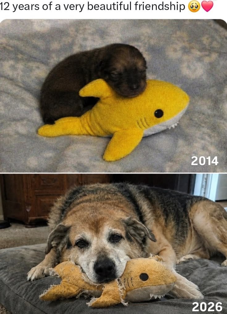 puppiesDoglover's tweet photo. https://t.co/G8SADzfvvV