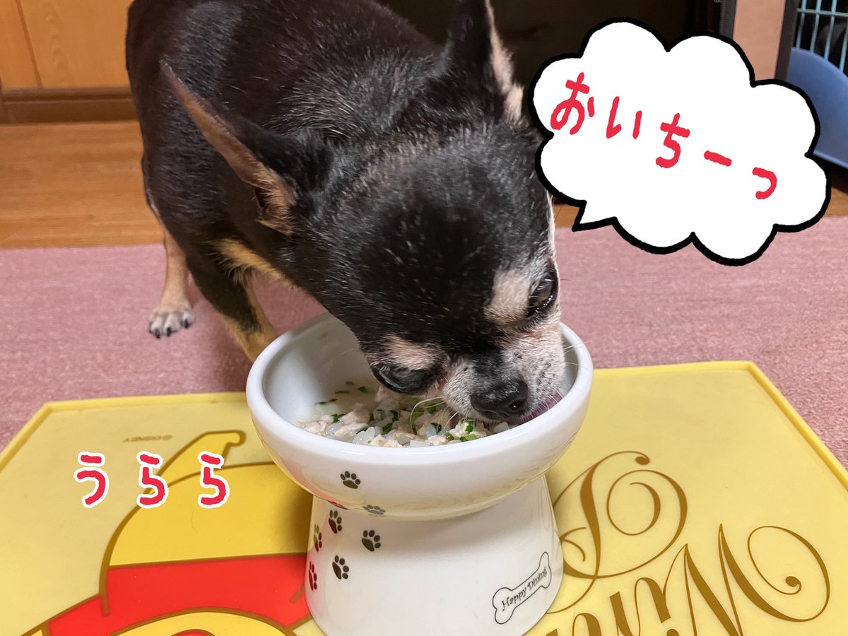 machiko_heidi's tweet photo. 今朝起きた時に、咳がなかなか止まらなかった、うらら。。。私の気のせいか動きも緩慢😭とにかく動物病院へ。結果は、気管に炎症が起こってるとのこと。持病の心臓は大丈夫でした。お薬飲んで養生させます。食欲はいつも通りです😊
#シニア犬14才 https://t.co/pmoLxBTmvF
