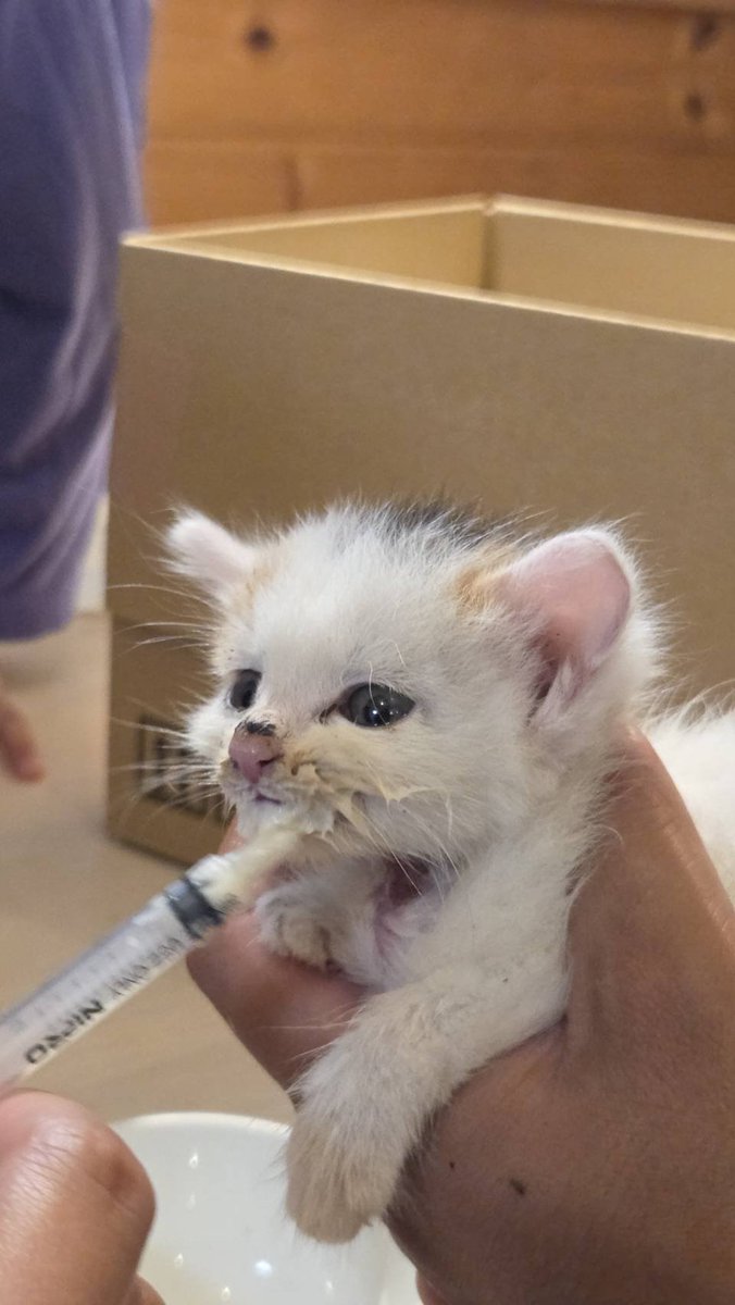 koseTOBU_DGD's tweet photo. 今日仕事中こんな高い橋上から玉ねぎの袋に入れられた子猫が捨てられました。
ビターン！とものすごい音がしました。

本当に許せない。
すぐに病院🏥へ行き超奇跡的に骨折も無く、無事に助かりました😊💡

少し不謹慎かも知れませんが、捨てた人にも同じ目にあってほしいと思います🥺

#子猫 https://t.co/ZEaaltu8bs