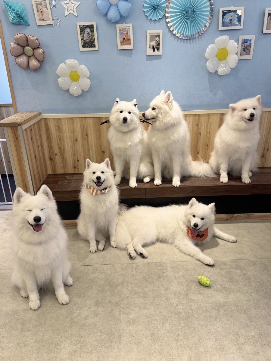 samoyed_cafe's tweet photo. 情報量が多い集合写真 https://t.co/wYj4Q0Wsna