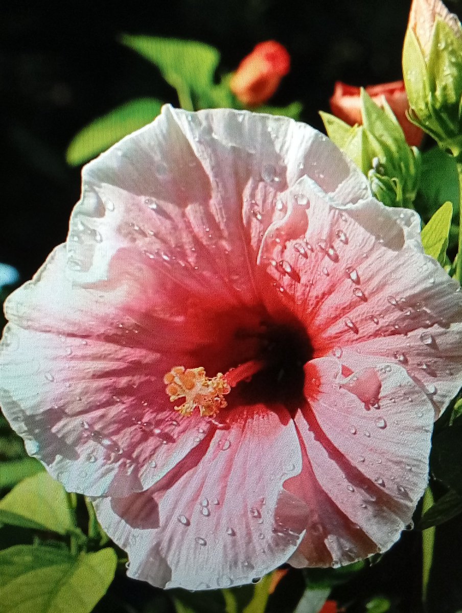 AngelicaIo51273's tweet photo. Hibiscus Flower Neighborhood Gardens Close up Phone 📱 Photography https://t.co/4ng5vStrU2