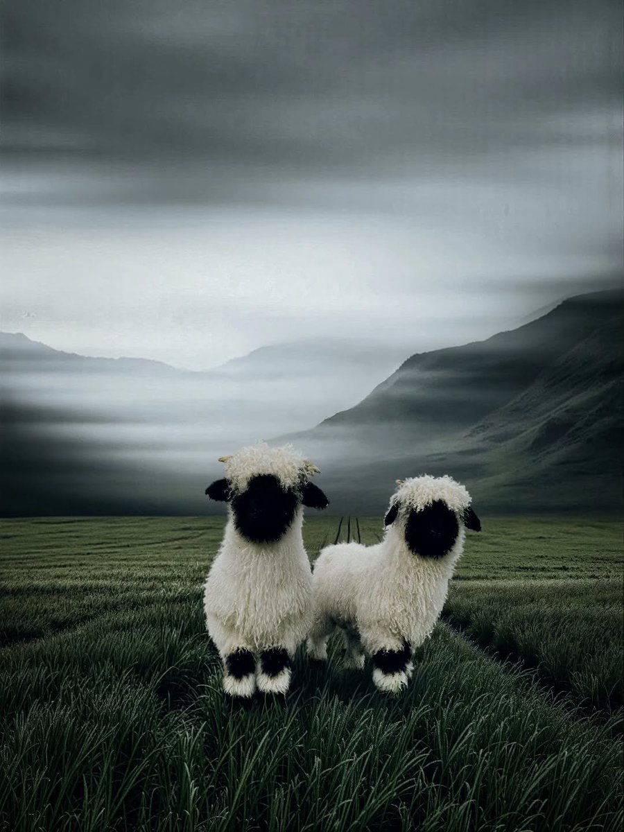MaxiCohenccrc's tweet photo. Two souls, one misty kingdom. 🐑🌫️ Which one stole your heart? 🤍
#Sheep #SheepPhotography #NaturePhotography #LandscapePhotography #MoodyPhotography #MistyMountains #WildlifePhotography #FarmLife #NatureLovers #Photography #FineArtPhotography https://t.co/fCNHREAZpy