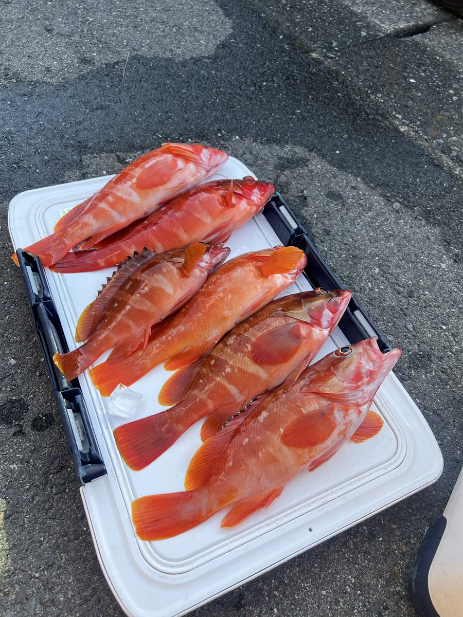 LabPanaki373's tweet photo. 伊豆でアカハタ釣るのは簡単！
釣り方教えてもらった瞬間釣れまくりでした😍 https://t.co/moV9RvkVS8