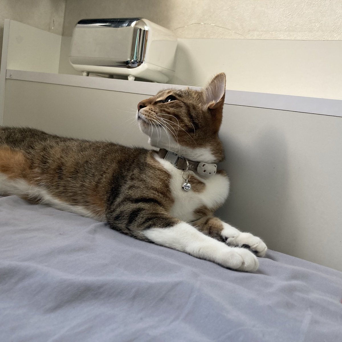 mihokutsuna's tweet photo. うちのぬこさまに会いたい🐈 https://t.co/BvkCHKPqjV