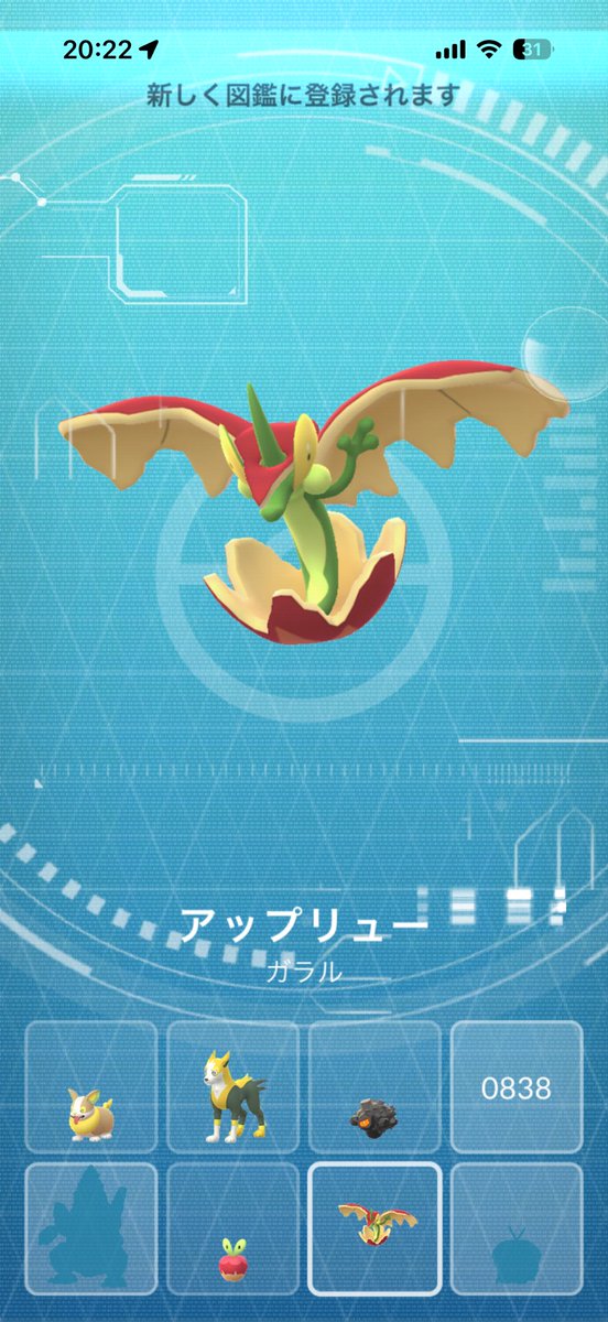 GO39557882's tweet photo. 収穫祭イベント終了！
ミセスグリーンアップルはゲットならずですが、高個体はゲットしたので早速進化！
カミツオロチは後ほど！みなさん収穫祭お疲れ様でした！カジッチュ色違い出た方はおめでとうございます！
#ポケモンGO
#カジッチュ
#収穫祭 https://t.co/sBkG7WPj2x