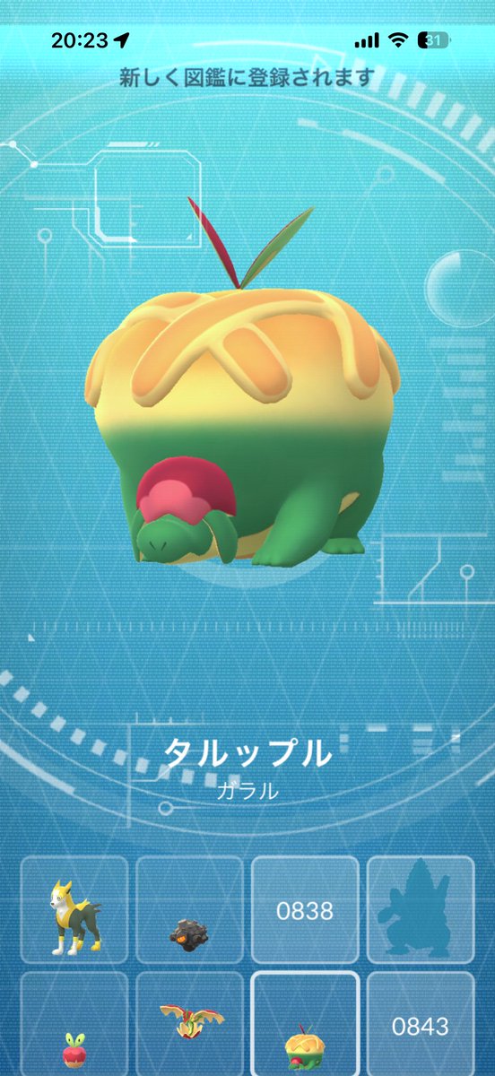 GO39557882's tweet photo. 収穫祭イベント終了！
ミセスグリーンアップルはゲットならずですが、高個体はゲットしたので早速進化！
カミツオロチは後ほど！みなさん収穫祭お疲れ様でした！カジッチュ色違い出た方はおめでとうございます！
#ポケモンGO
#カジッチュ
#収穫祭 https://t.co/sBkG7WPj2x