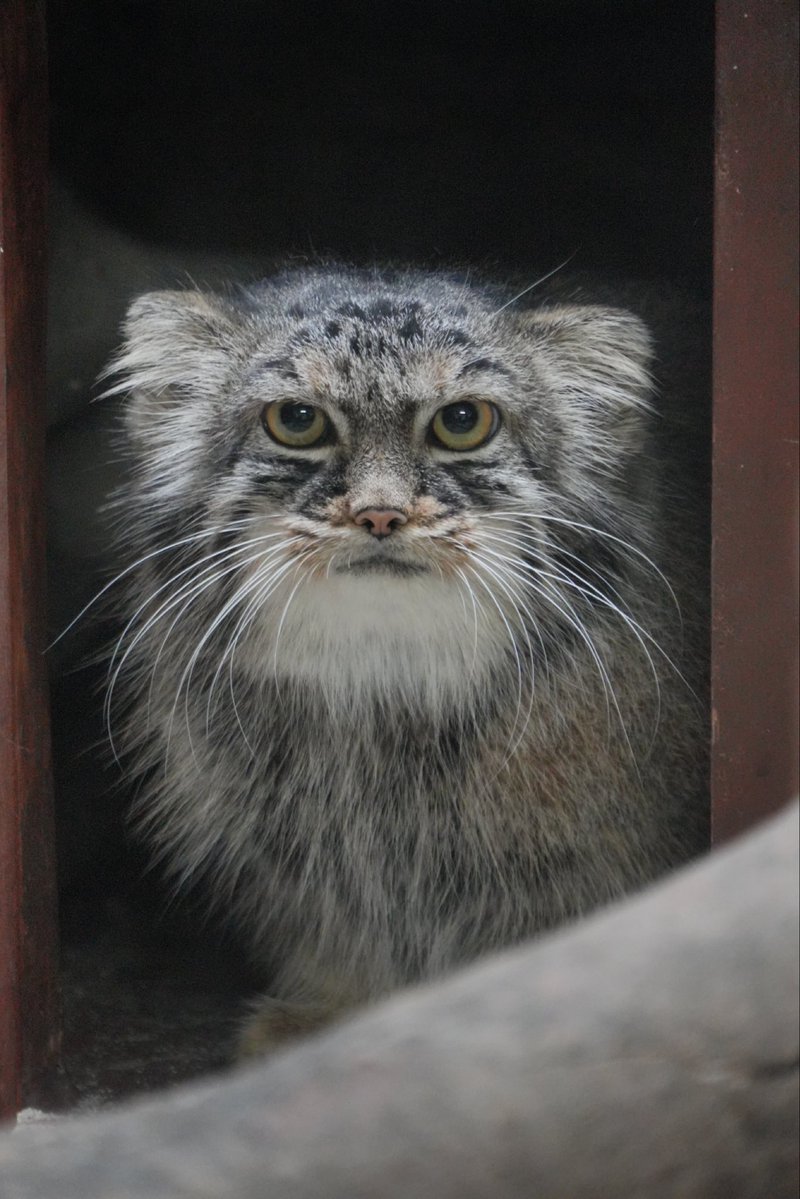 wuyuj2's tweet photo. I love Safran😭😭😭🫶🫶🫶
#pallascat #マヌルネコ
📷 2026/9 https://t.co/ZRlkO8BH1f