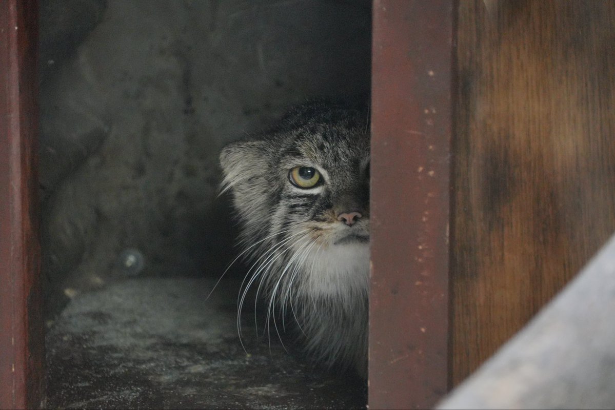 wuyuj2's tweet photo. I love Safran😭😭😭🫶🫶🫶
#pallascat #マヌルネコ
📷 2026/9 https://t.co/ZRlkO8BH1f