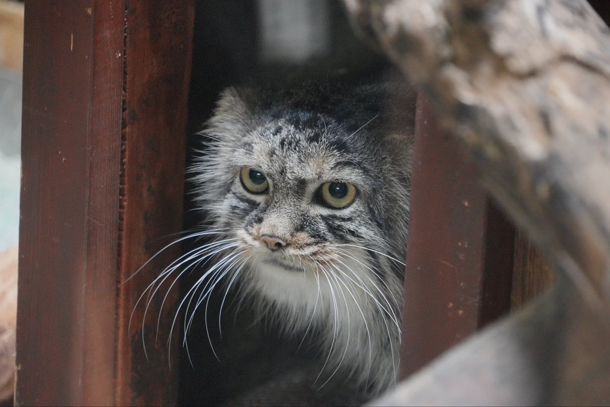 wuyuj2's tweet photo. I love Safran😭😭😭🫶🫶🫶
#pallascat #マヌルネコ
📷 2026/9 https://t.co/ZRlkO8BH1f