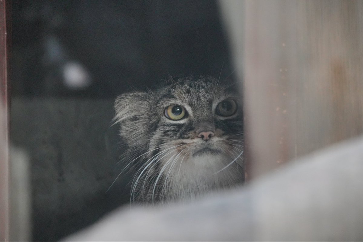 wuyuj2's tweet photo. I love Safran😭😭😭🫶🫶🫶
#pallascat #マヌルネコ
📷 2026/9 https://t.co/ZRlkO8BH1f