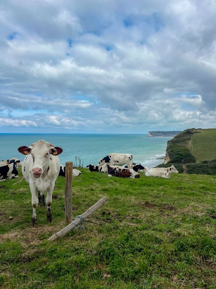 echoesofworld's tweet photo. Normandie, France https://t.co/Kp7xH3QOIW