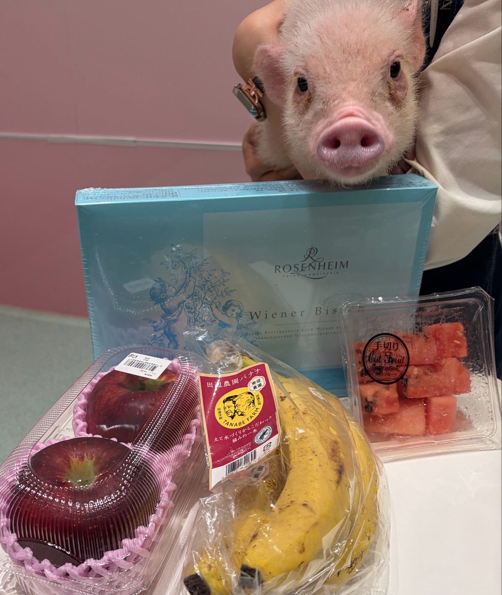 mipigcafe's tweet photo. 【池袋店】
お客様より、差し入れいただきました🫶
ありがトンございます🐷🍉✨

#mipigcafe #micropig #マイクロブタ #マイクロブタカフェ #差入れ #感謝 https://t.co/RYn6GAELeI