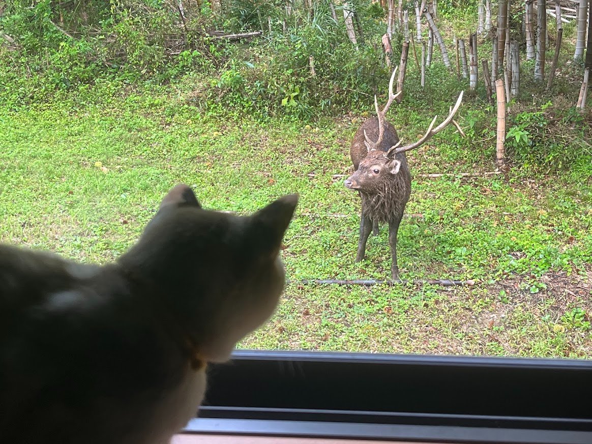 hidarimarker_33's tweet photo. 庭にシカ来た🦌猫ガン見してる。 https://t.co/wRwixkDbek