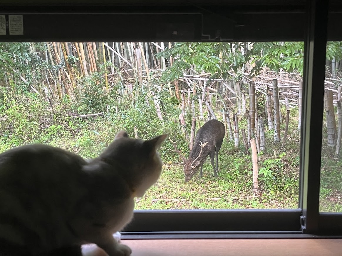 hidarimarker_33's tweet photo. 庭にシカ来た🦌猫ガン見してる。 https://t.co/wRwixkDbek