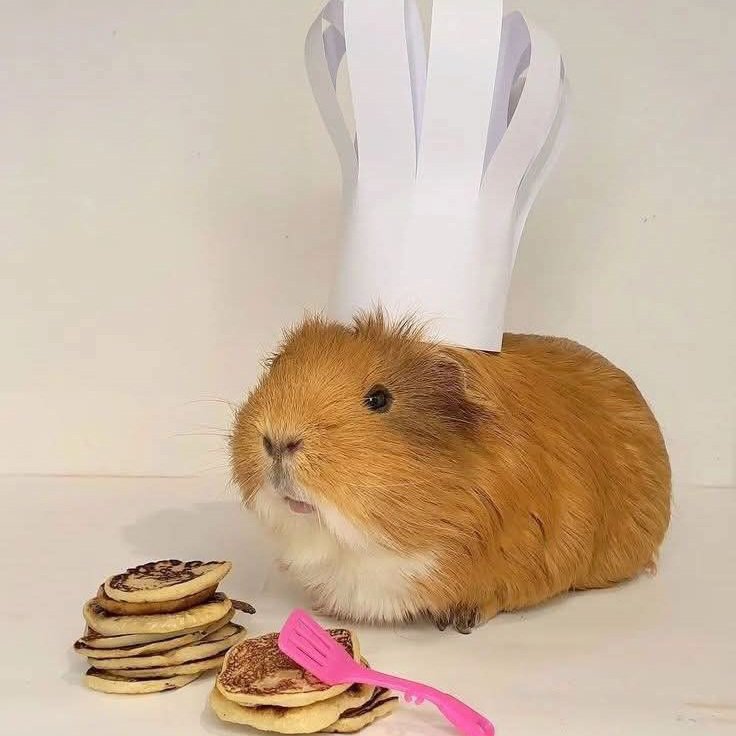 wonheepic's tweet photo. 🐹🥞 https://t.co/oDBdLA6hC9