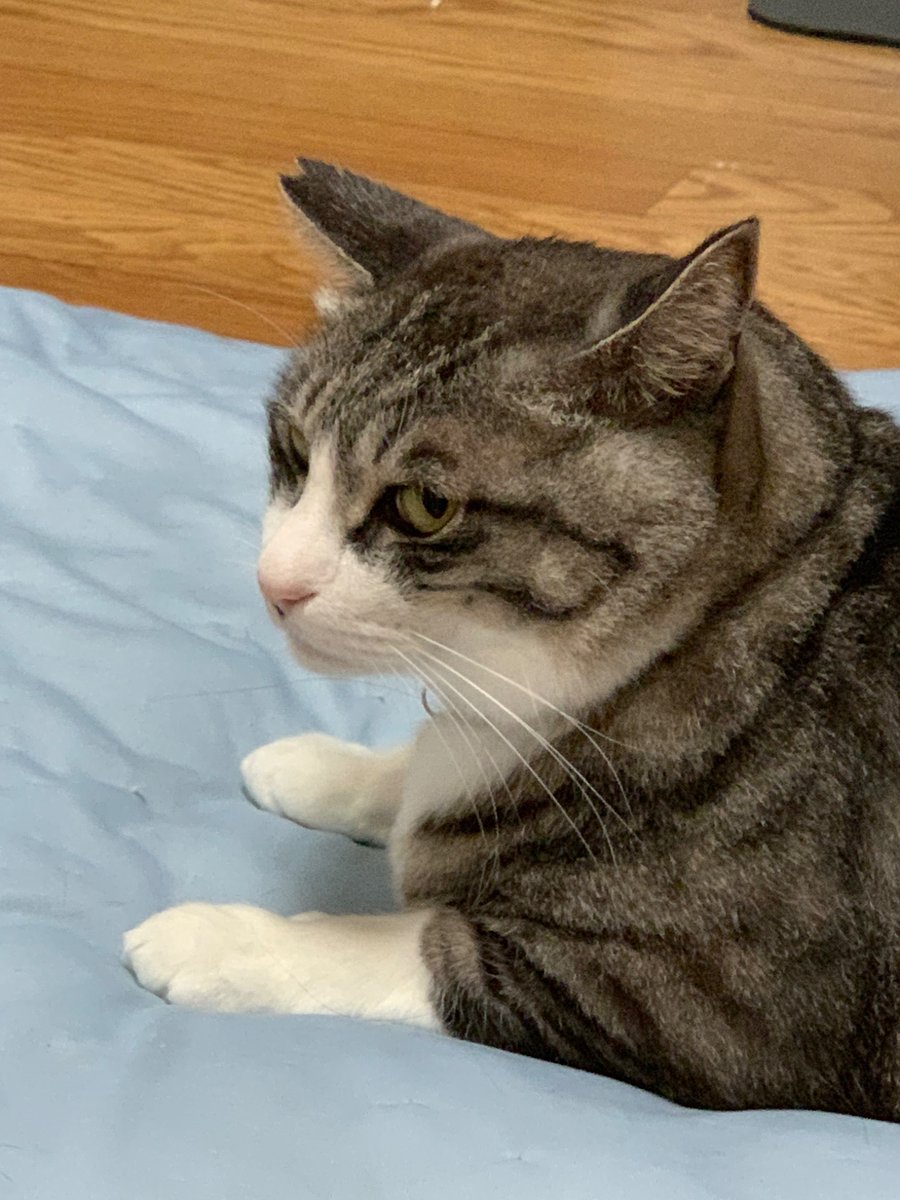 ymt_SAVA's tweet photo. ドヤ横顔猫 https://t.co/j45EdwtNNZ