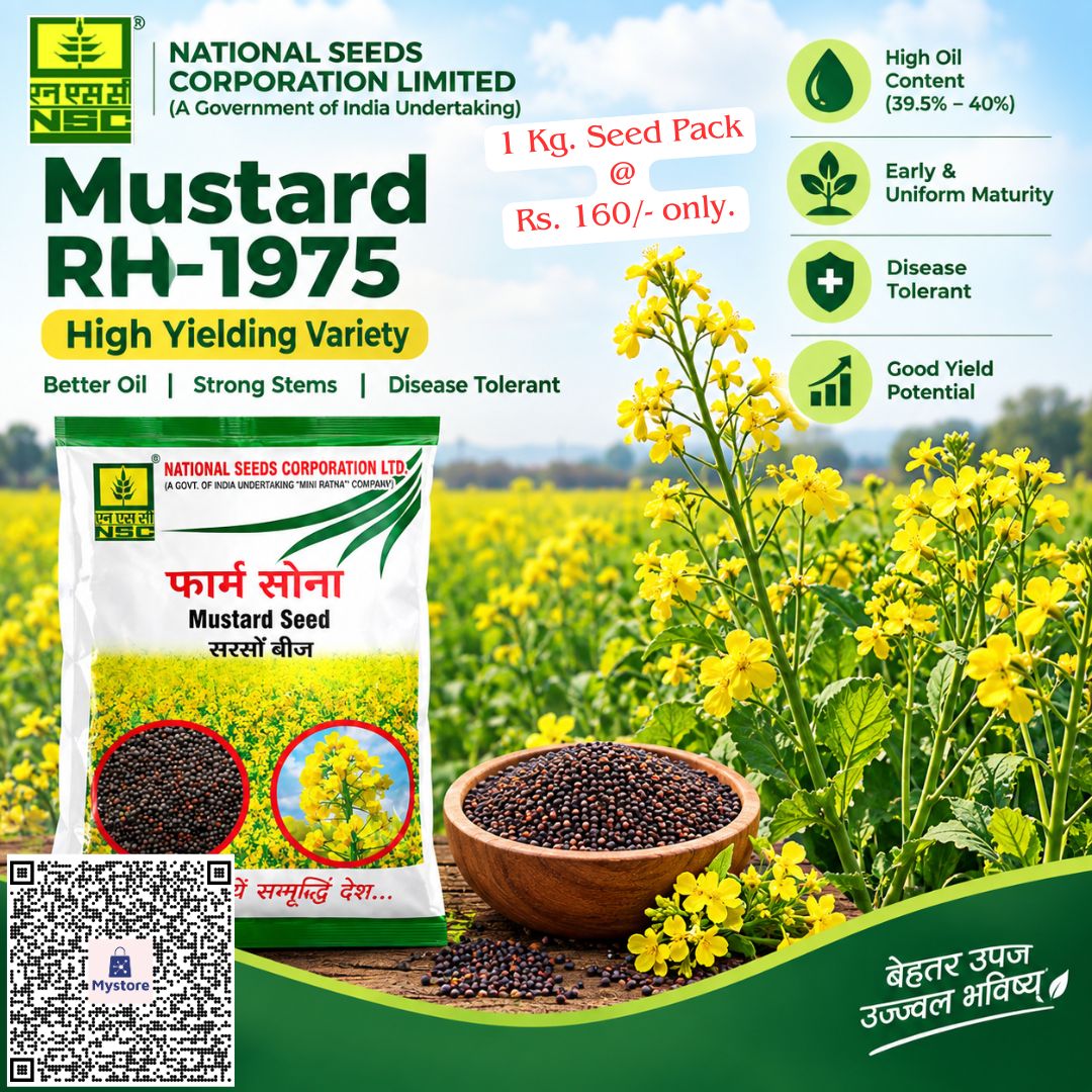 NSCLIMITED's tweet photo. 🌾अधिक तेल मात्रा (39.5%-40%) और बंपर पैदावार देने वाली सरसों की उन्नत किस्म 'RH-1975' के साथ अपनी खेती को बनाएं अधिक लाभदायक!

NSC स्टोर से 1 किलो बीज का पैक ऑनलाइन ऑर्डर करें@ https://t.co/etgrX2oq1m मात्र ₹160/- में|

#MustardSeeds #SarsonFarming #RabiSeason #OilseedFarming https://t.co/jILrpxvLV2