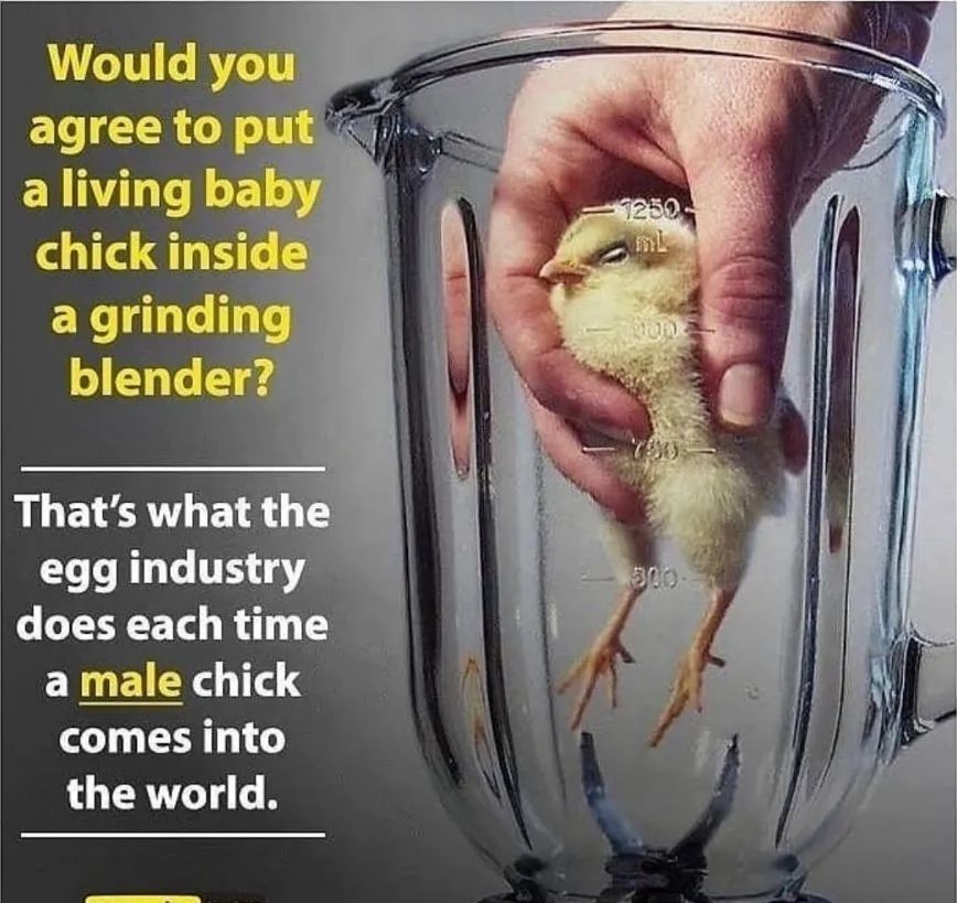 JohnOberg's tweet photo. If you vote "NO" on grinding baby chicks alive, then please stop buying #eggs. It's truly that simple. https://t.co/LLzpDSriBq