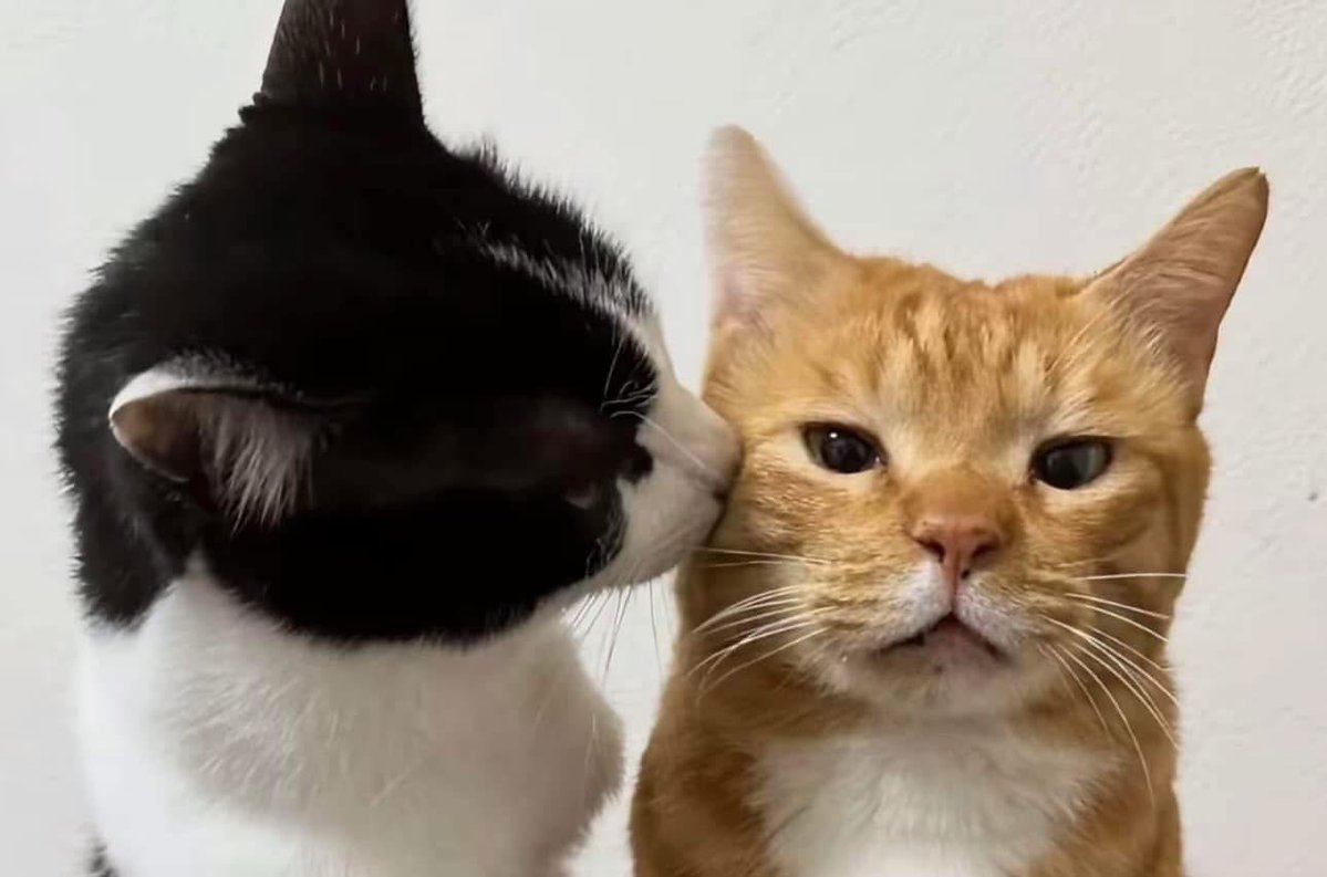 catsdotjpg's tweet photo. https://t.co/NRJJmqrjlY