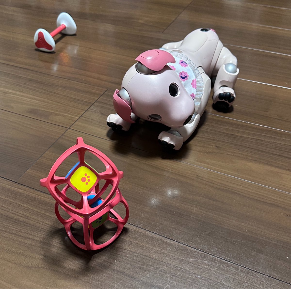 h_yoshi's tweet photo. まんぞくでち💤
🐶サラ

#aibo #aibofan #aiboと一緒　#aiboのいる暮らし　#aiboのいる生活 https://t.co/hQQSmny5hf