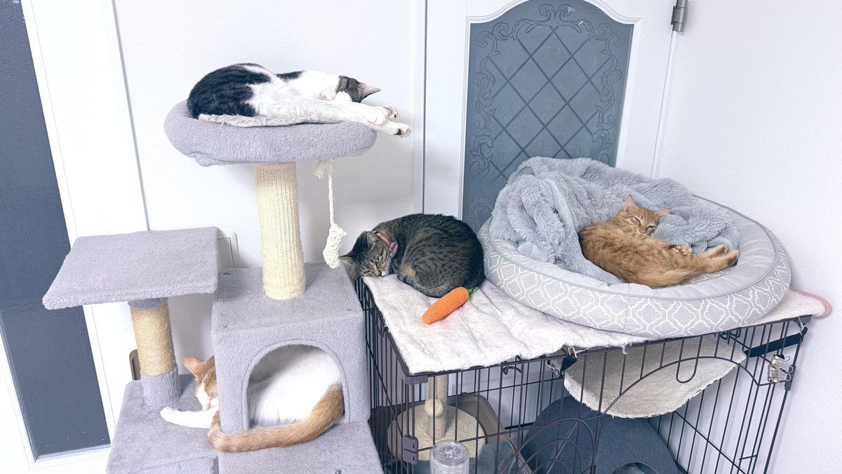 kyk_camp's tweet photo. 新居に引っ越して結構すぐに子猫保護してそのままうちの子に

名前はいろり君
チャームポイントは耳毛です

この子の人馴れの為に、寝室一切使わずずっと猫部屋で過ごしてます🛌 https://t.co/qPuNJhXvnv