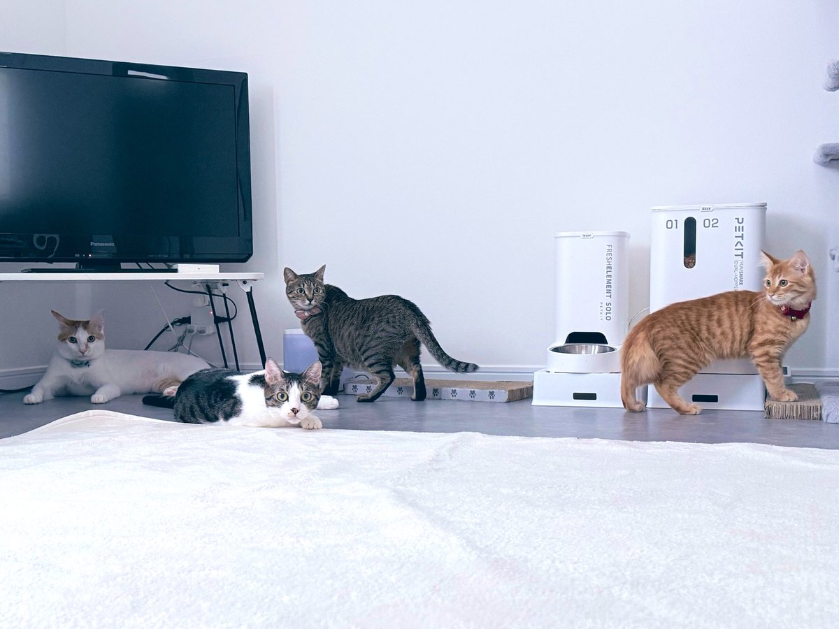 kyk_camp's tweet photo. 新居に引っ越して結構すぐに子猫保護してそのままうちの子に

名前はいろり君
チャームポイントは耳毛です

この子の人馴れの為に、寝室一切使わずずっと猫部屋で過ごしてます🛌 https://t.co/qPuNJhXvnv