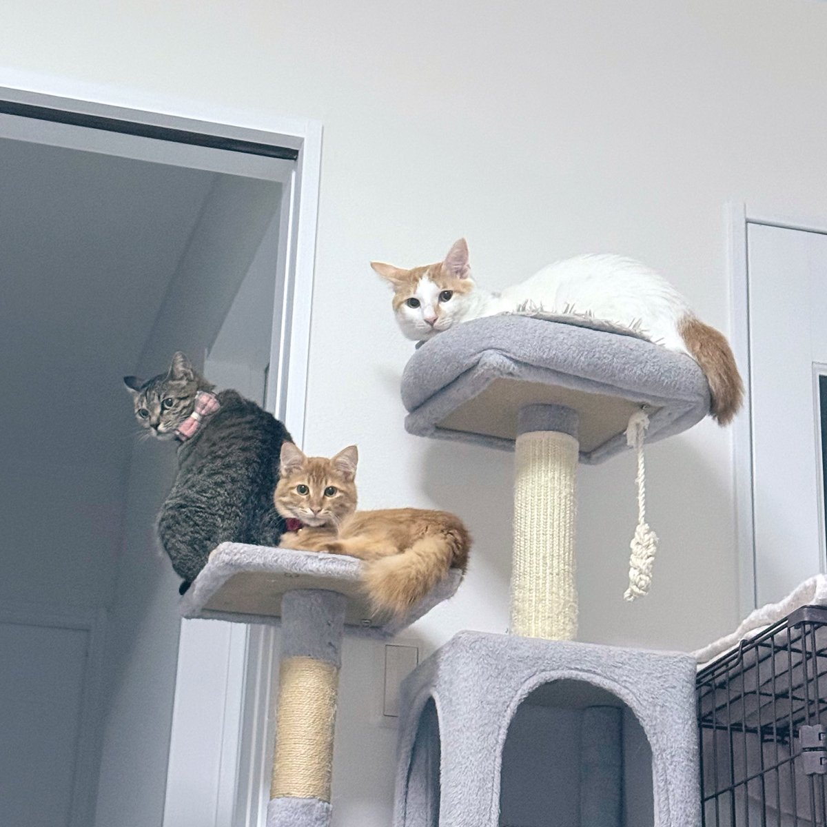 kyk_camp's tweet photo. 新居に引っ越して結構すぐに子猫保護してそのままうちの子に

名前はいろり君
チャームポイントは耳毛です

この子の人馴れの為に、寝室一切使わずずっと猫部屋で過ごしてます🛌 https://t.co/qPuNJhXvnv