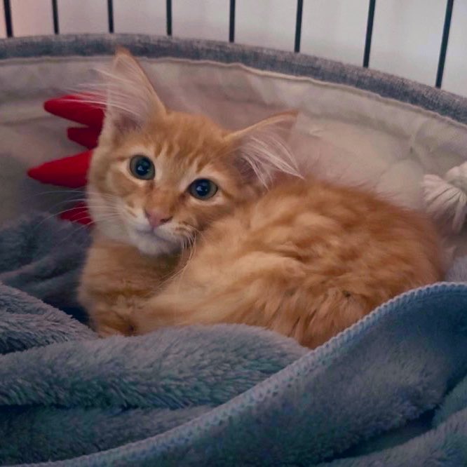 kyk_camp's tweet photo. 新居に引っ越して結構すぐに子猫保護してそのままうちの子に

名前はいろり君
チャームポイントは耳毛です

この子の人馴れの為に、寝室一切使わずずっと猫部屋で過ごしてます🛌 https://t.co/qPuNJhXvnv