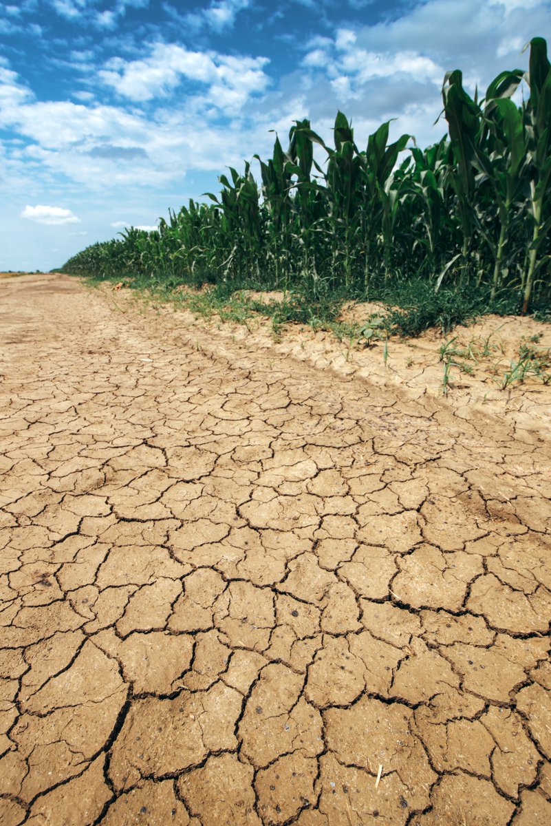 LEAF_Farming's tweet photo. Join us for LEAF Digs Deeper on 9 October, at 10AM, as we discuss - After the Drought: Preparing Livestock Farms for a Drier Future. Together, we'll explore challenges, experiences &amp; considerations for livestock farming in a changing climate.

To register: https://t.co/ubijnO1QAA https://t.co/wQqobW0PJU