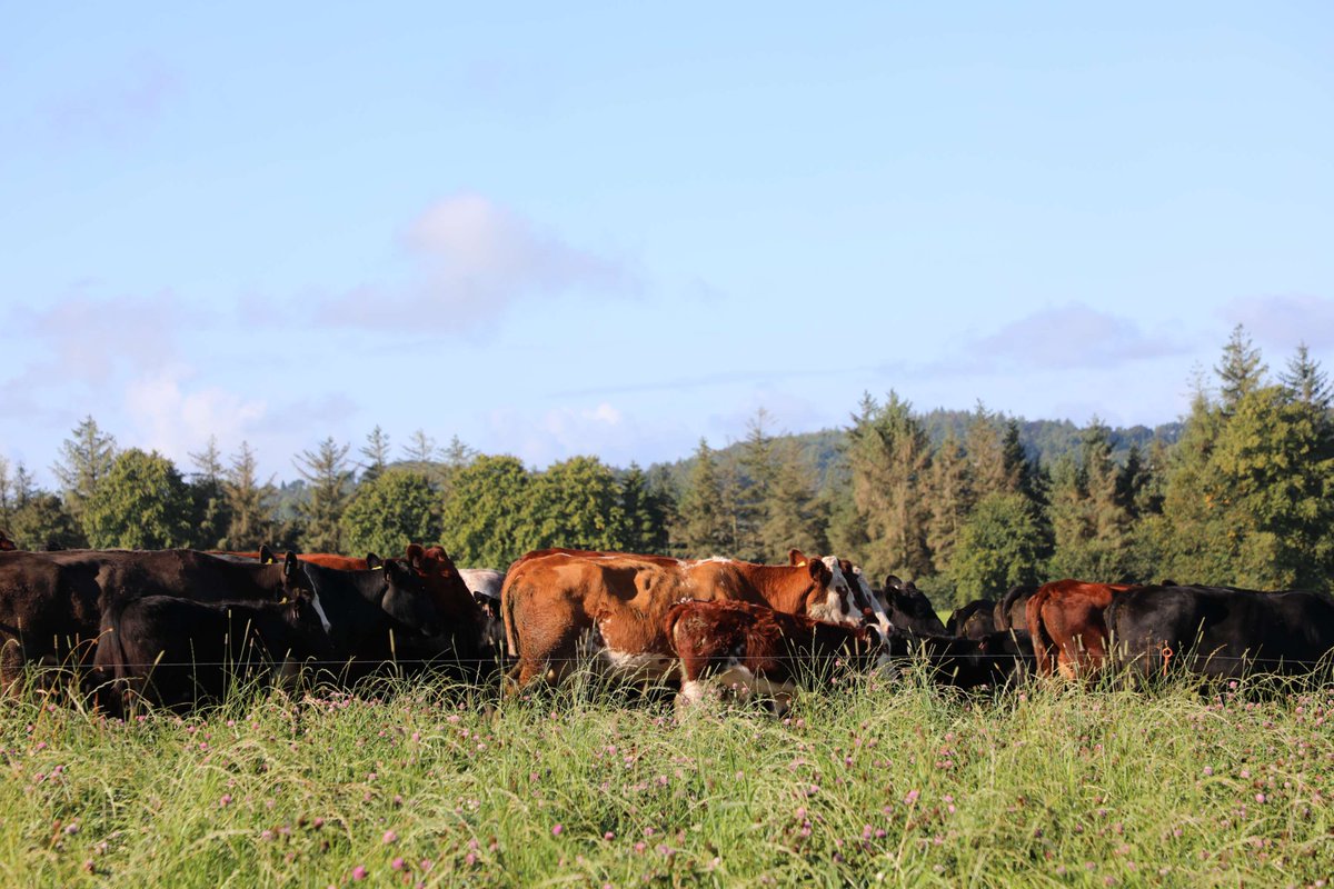 LEAF_Farming's tweet photo. Join us for LEAF Digs Deeper on 9 October, at 10AM, as we discuss - After the Drought: Preparing Livestock Farms for a Drier Future. Together, we'll explore challenges, experiences &amp; considerations for livestock farming in a changing climate.

To register: https://t.co/ubijnO1QAA https://t.co/wQqobW0PJU