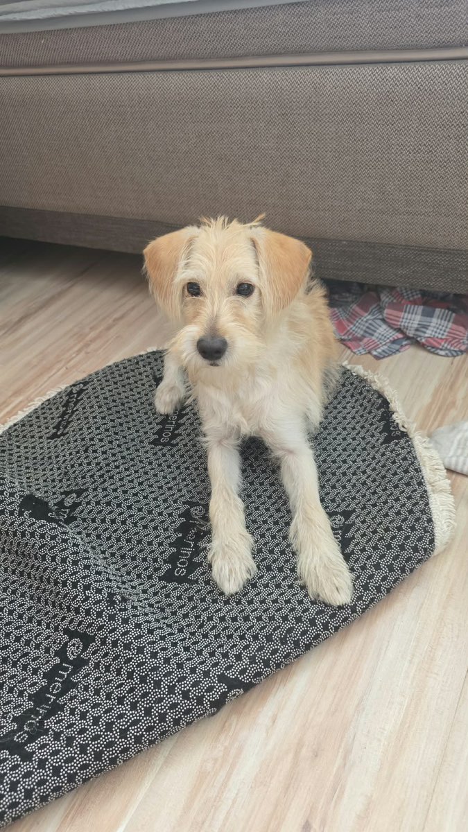 cattingwoman's tweet photo. babası köpek olan evde namaz kılınmaz dediği için 4 aylık bu terrier barınağa gidiyormuş bugün
istanbul’da geçici kalıcı yuva aranıyor 

evde bile bağlı tutulmuş hep https://t.co/Ia3OMlVw8L