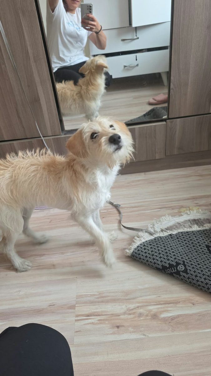 cattingwoman's tweet photo. babası köpek olan evde namaz kılınmaz dediği için 4 aylık bu terrier barınağa gidiyormuş bugün
istanbul’da geçici kalıcı yuva aranıyor 

evde bile bağlı tutulmuş hep https://t.co/Ia3OMlVw8L