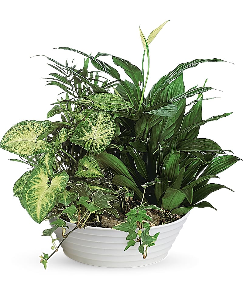 Busseys's tweet photo. Celebrate World Teacher's Day with our lush Medium Dish Garden. 
A long-lasting gift for local educators. 

Order now: https://t.co/PAoUAtVsDG 

#WorldTeachersDay #RomeGA #BusseysFlorist #MediumDishGarden #GreenPlants #ThoughtfulGifts https://t.co/U9qiCglmra