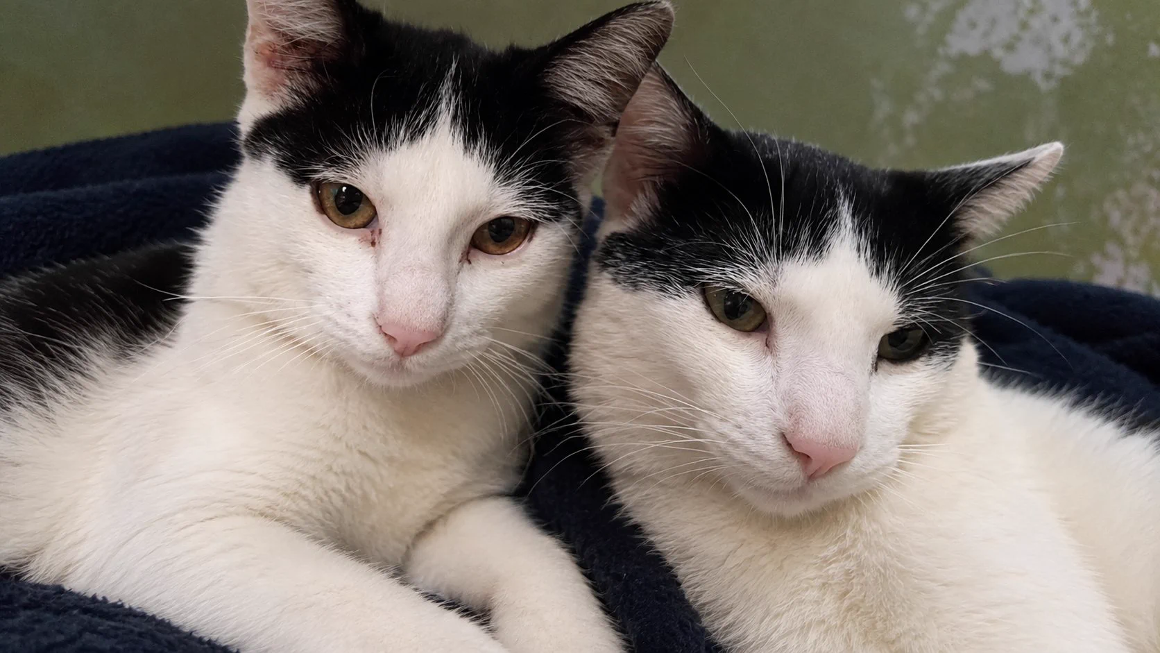 Cats all the way on X: 