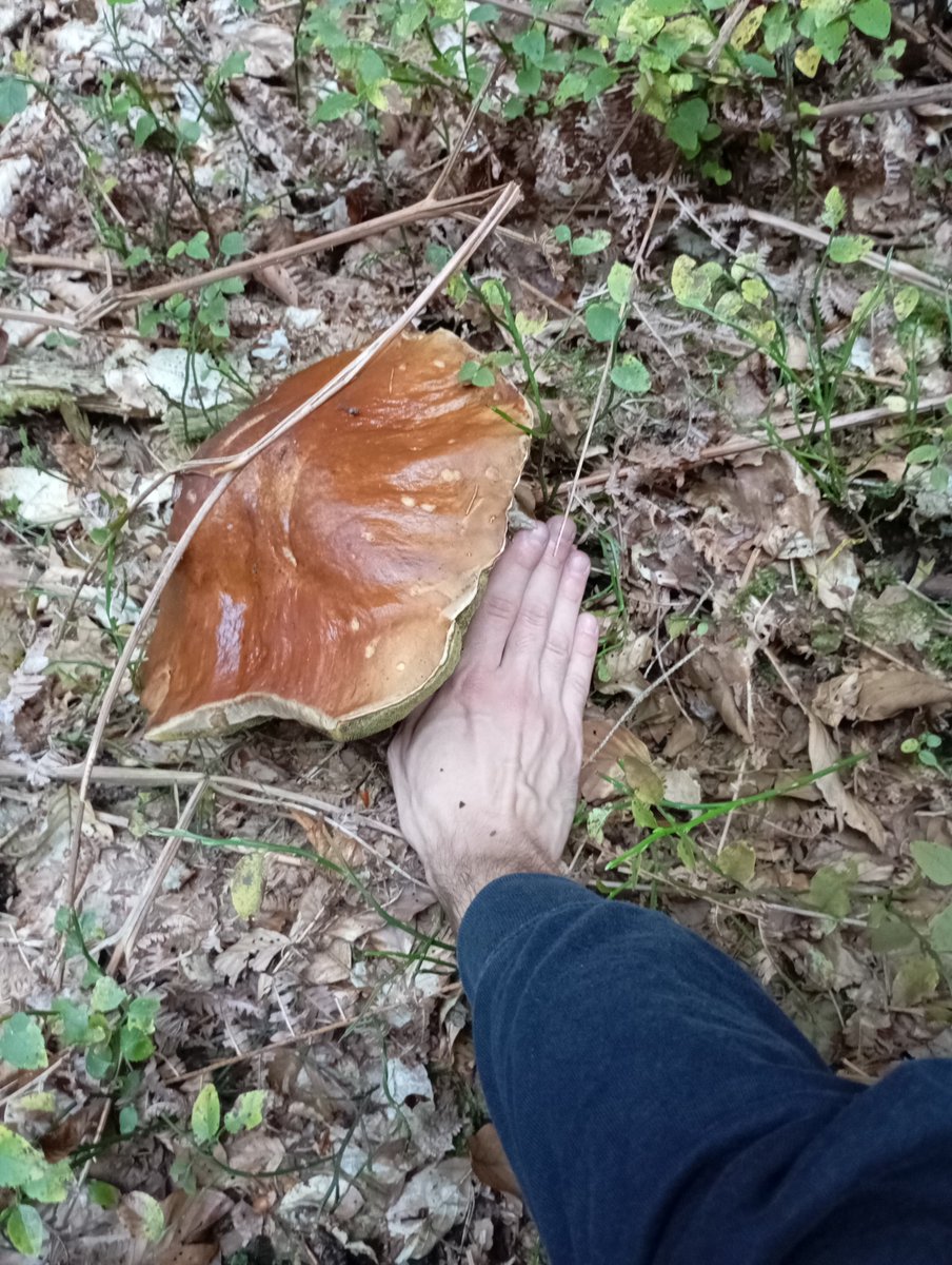 porcini_found's tweet photo. im going live in forest in 30minutes with ticker $FOUND on @Pumpfun 
we found GIANT PORCINI👀👀🍄‍🟫😳

coin addresss🍄‍🟫🪙: 74ryGoAFvFKD8AhSsUoezUUN68NZQqxLkmph3o28pump https://t.co/vV52PioShL